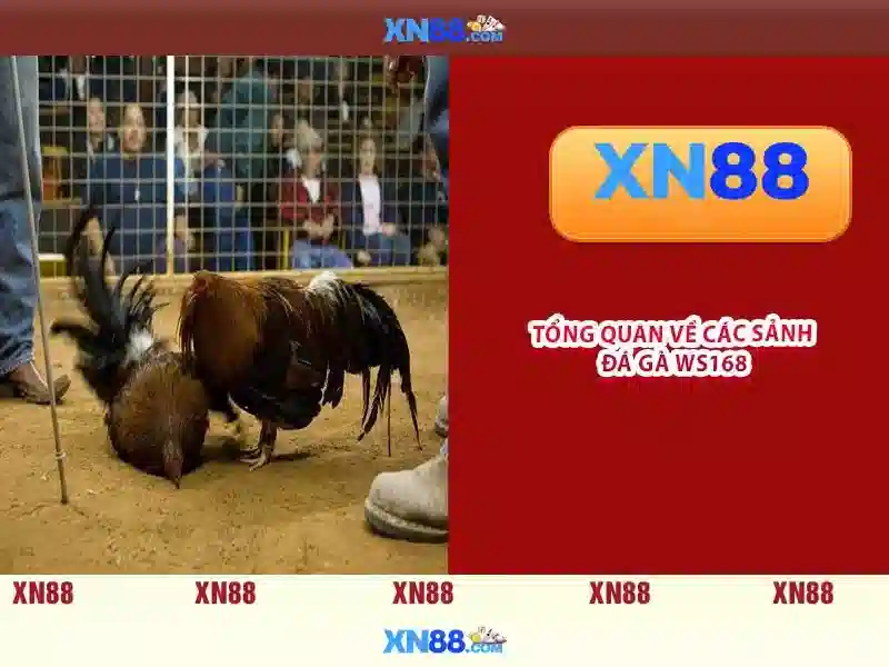 Bull Bull trực tuyến