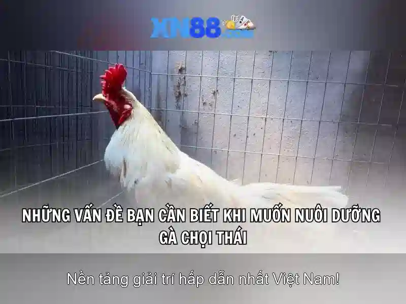 Tính năng nổi bật của xn88
